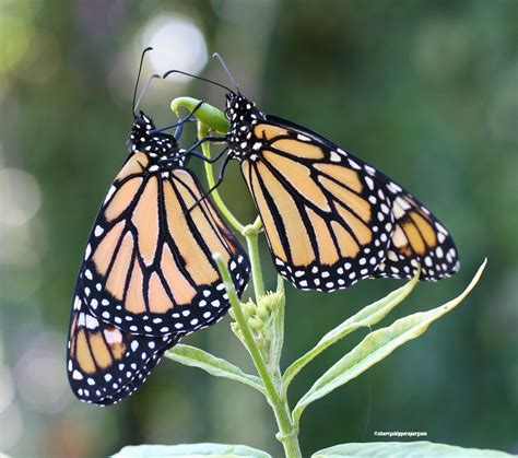 Male And Female Monarch Butterflies Rest On The End Of A Milkweed Plant