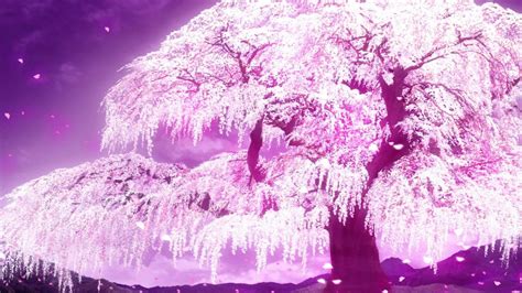 Anime Sakura Trees Wallpapers Wallpaper Cave