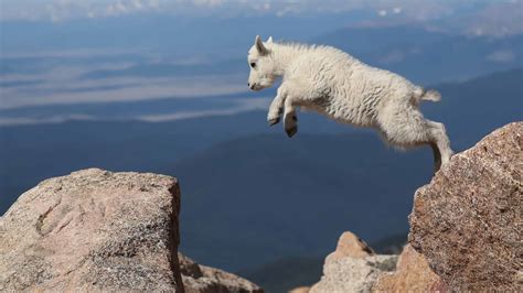 See These Mountain Goats Effortlessly Nail A Photogenic Cliff Leap A