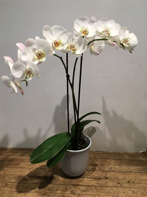 5 Double Stem Orchid In Ceramic Pot Flowers Talk Tivoli