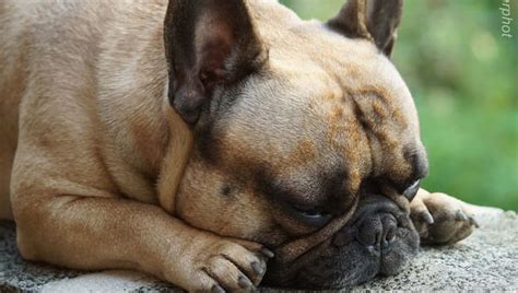 What is the best french bulldog dog food? 10 Natural Ways To Relieve Your French Bulldog's Joint Pain