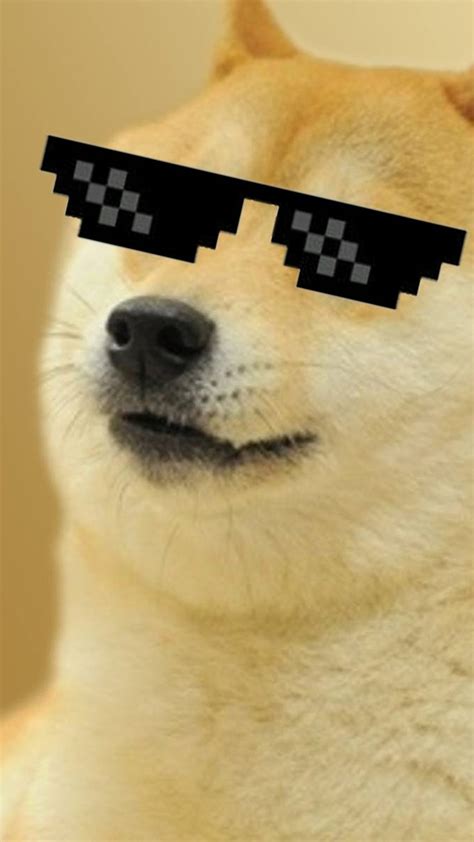 Funny Memes Cool Dog Dog Meme Hd Phone Wallpaper Pxfuel