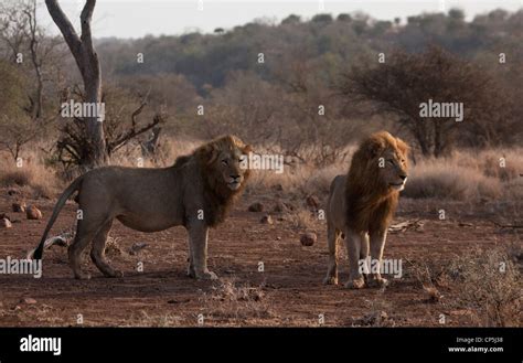 Two Male Lions Standing In Dry Open Area Stock Photo Alamy