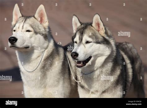 Siberian Huskies Stock Photo Alamy