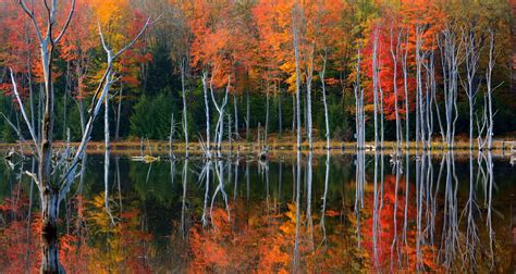 Wallpaper Trees Landscape Forest Lake Water Nature Reflection