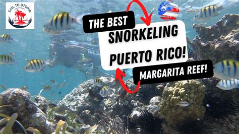 Snorkeling On Margarita Reef Puerto Rico S Best Coral Reef Fish For 30