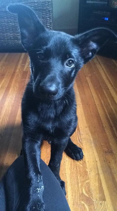 Black German Shepherd Puppy 4 Months Fanclubsel