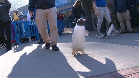Photos Pittsburgh Zoo And Ppg Aquarium Penguin Walk