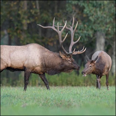 Marine biology has many different specialtiesnsuch as biochemistry, microbiology, marine mammal zoology, and fisheries. Weight Of Elk | What Things Weigh