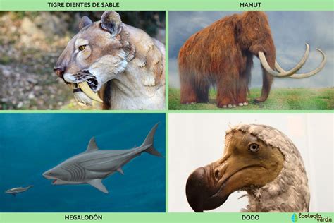 Animales Prehistóricos Ejemplos De Especies Extintas Y Vivas Guía