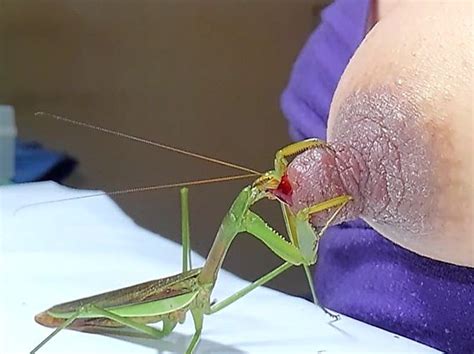 Praying Mantis Eating Nipple Telegraph