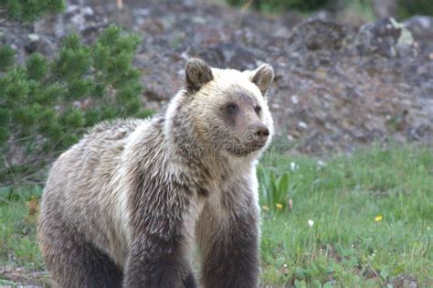 Grizzly Bear Ursus Arctos Horribilis 30 Stock Photo Image Of Bear