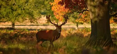 Richmond Park The Royal Parks