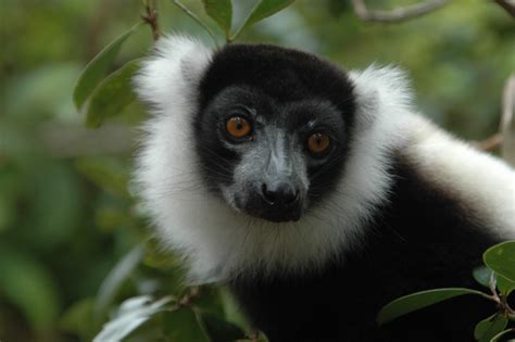 Conservationists Mobilize To Help Endangered Lemurs In Madagascar