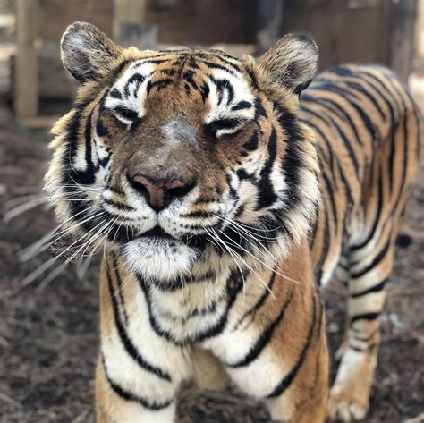 Dr Hunters Blog 4620 Carolina Tiger Rescue
