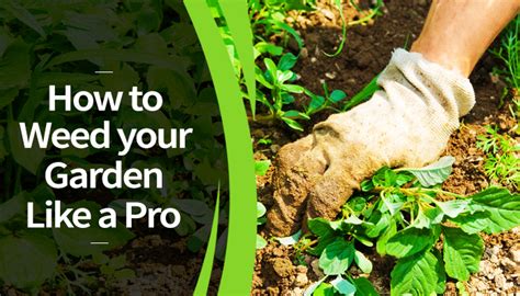 How To Weed Your Garden Like A Pro Tandb Landscaping