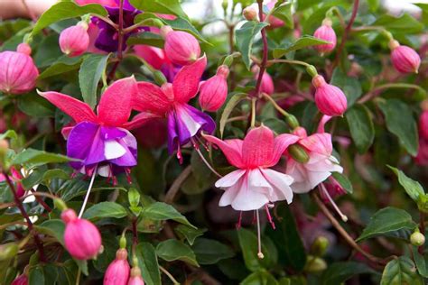 How To Grow Fuchsias In A Greenhouse Special Tips And Tricks Update 01