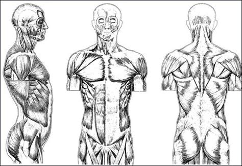 Upper Torso Anatomy Drawing How To Draw The Torso Front View