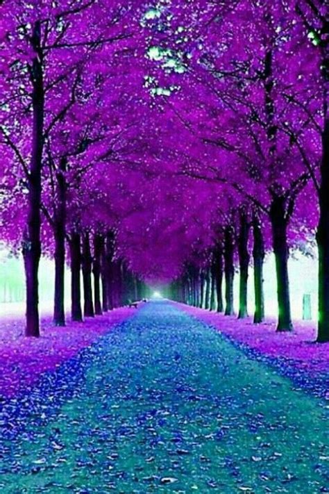 Árboles Morados Purple Trees Bosques Jardines Y Parques Paisaje
