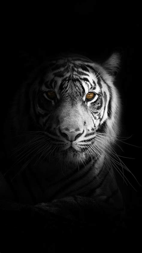 27 Fondos De Pantalla Negros Para Ahorrar Bateria Tiger Wallpaper