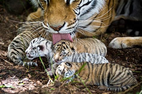 Worlds Only Wild White Tiger Cub Is Born Photos And