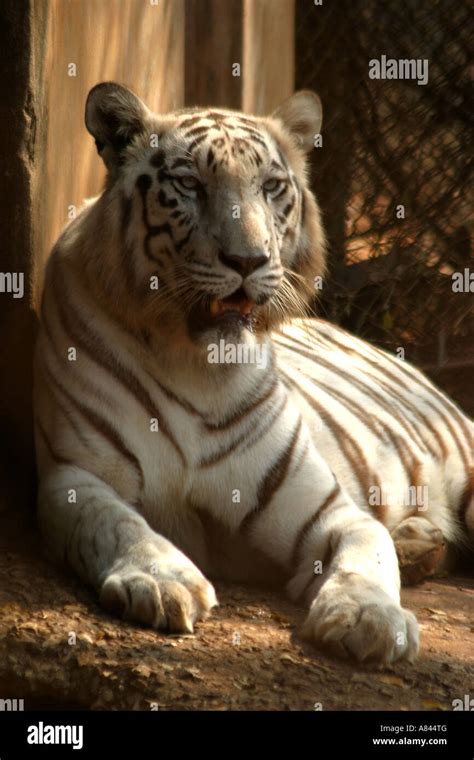Rare White Tiger At Nandankanan Zooorissaindia Stock Photo Alamy
