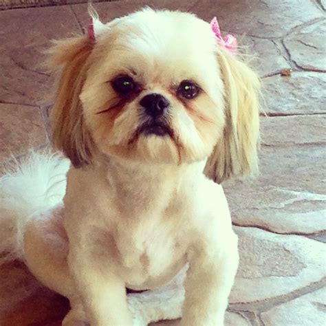 My Baby Shih Tzu Love This Little Girl Cute Animal Pictures Dog