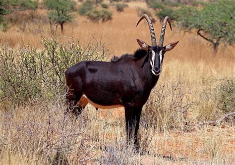 Zimbabwe Animals Interesting Wild Animals Found In Zimbabwe