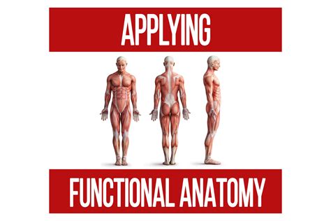 Applying Functional Anatomy - N1 Training