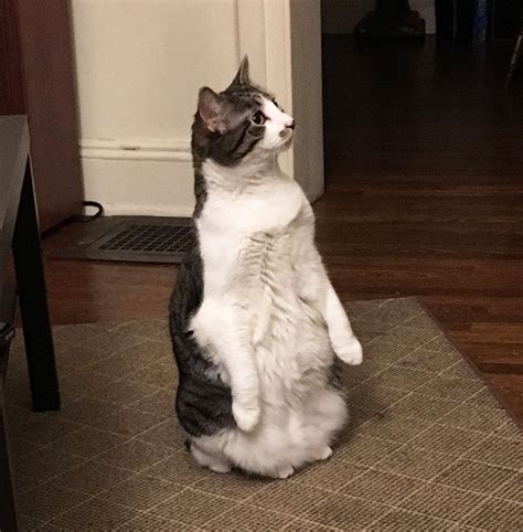 Cats Standing Up