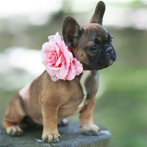 The purpose was to make a smaller, miniature, lap dog with. For sale: STANDARD MICRO, Red Fawn French Bulldog, male ...