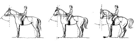 Basic Horseback Riding Commands Horseback Riding Information And Facts