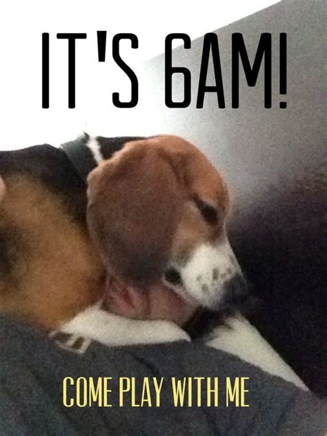 23 Funny Beagle Memes That Will Make You Laugh Non Stop