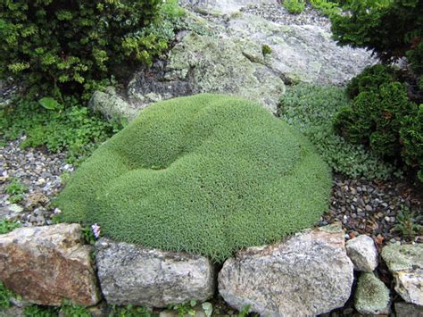 Creating a rock garden is such a fun gardening activity, as you can to experiment with many plants and their shape, size, texture, color, scent ? The Rock Garden - Natural Landscaping, Gardening, and ...