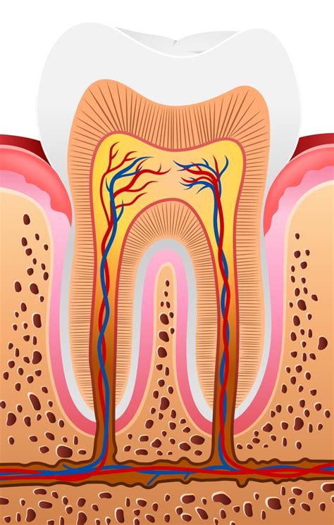 Anatomia Dental Caracter Sticas Exclusivas Dos Dentes Anteriores The