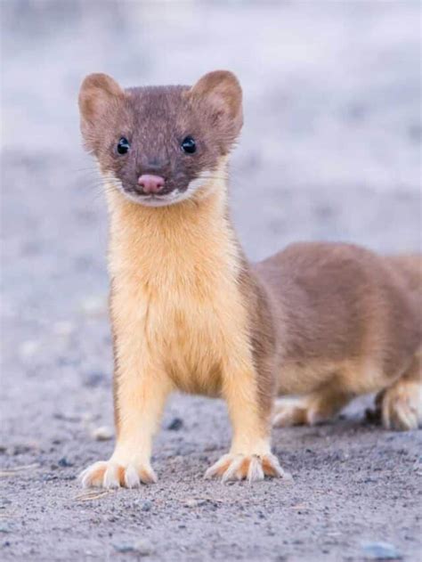 Weasel Vs Mongoose What Are 8 Key Differences Az Animals