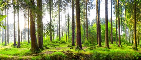 Beautiful Forest With Bright Sunlight In The Background Stock Image