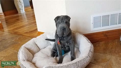 Pure Blue Chinese Shar Pei Female With Akc Papers Stud Dog In