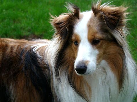 Shetland Sheepdog Breed Profile And Factsbest Guide