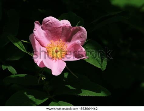 Lovely Pink Virginia Wild Rose Stock Photo Edit Now 663064462