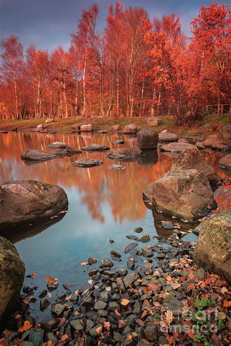 Colourful Forest Park Pond Photograph By Sophie Mcaulay Fine Art America