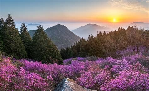 Mountain Flowers At Sunrise
