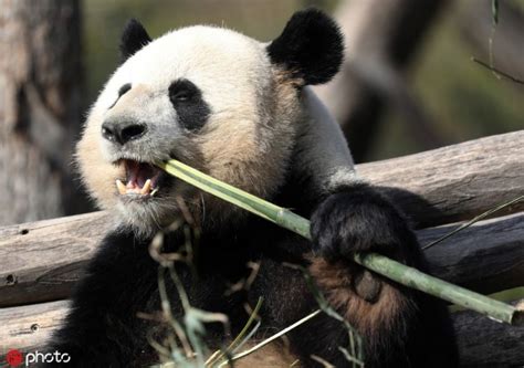 Pandas Bamboo Diet Appears Deceptively Carnivorous Study China Plus