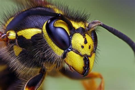 Three pairs of jointed legs, all of which are attached to the thorax. infonetorg: Macro Insects Photography