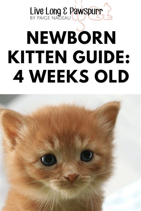 How To Care For A 4 Week Old Kitten Live Long And Pawspurr