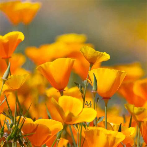 Think twice before you spread california poppy seeds. Poppy Seed - California Poppy Wildflower Seeds