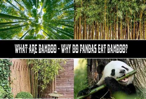 What Are Bamboo Why Do Pandas Eat Bamboo Home Garden