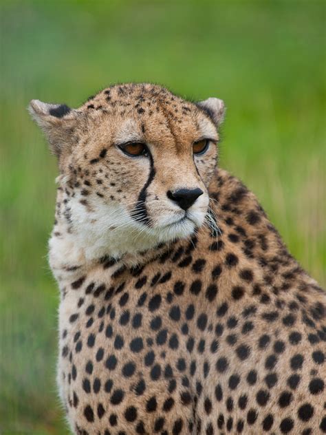 Cheetah | Cheetah at Whipsnade Zoo PERMISSION TO USE ...
