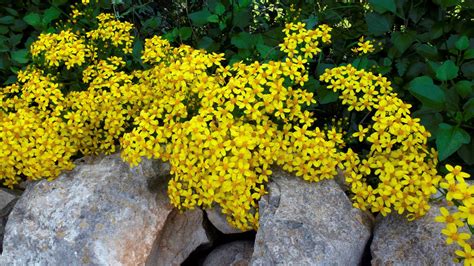 Different cultures define different dates as the start of winter, and some use a definition based on weather. 17 Best Plants for Cool-Season Color - Sunset Magazine ...
