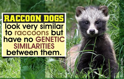 Facts About The Raccoon Dog A Rare But Endangered Species Animal Sake